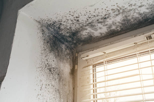 Affordable Attic Mold Remediation solutions in Abingdon, IL