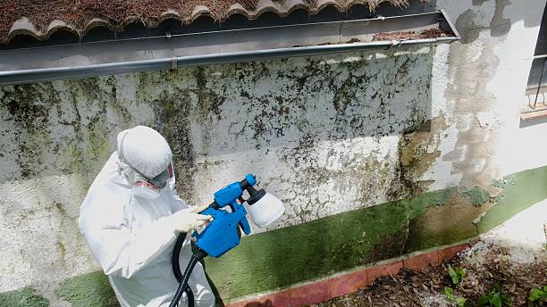 Top rated local Attic Mold Remediation specialists in Abingdon, IL